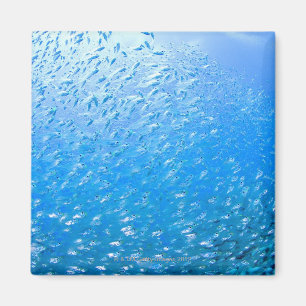 Simma för Cardinalfishes som är undervattens- Magnet