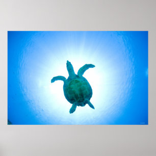 Simma för havssköldpadda som är undervattens- poster
