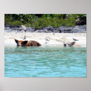 Simma Grisar i Beach Poster