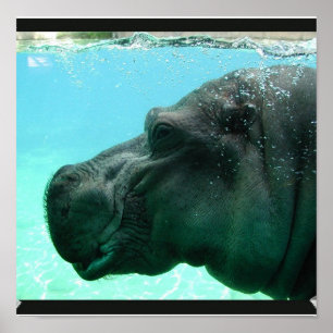 Simma Hippo-Poster Poster