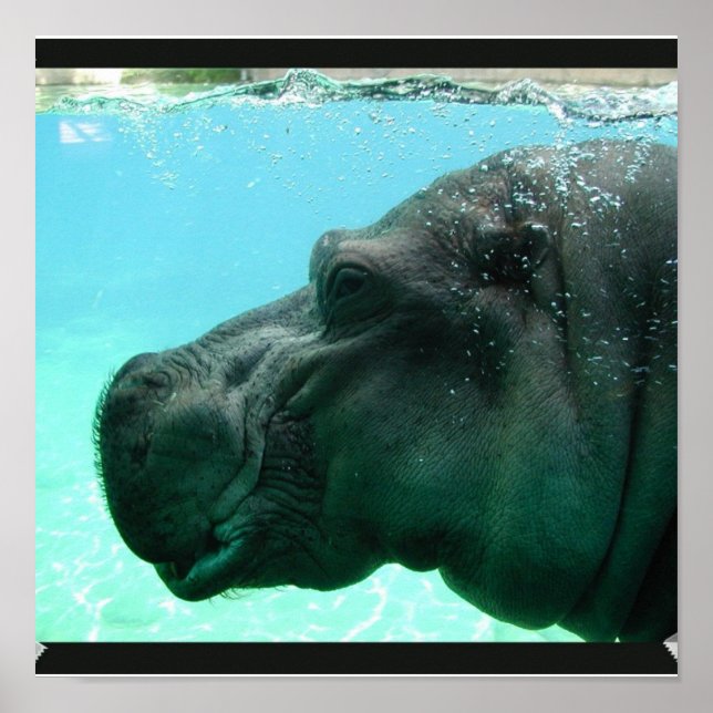 Simma Hippo-Poster Poster (Framsidan)
