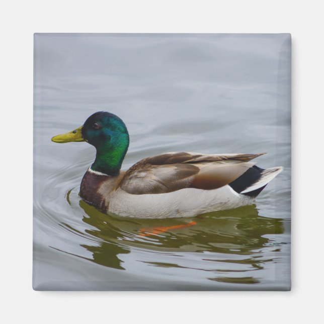 Simma Mallard Simma Magnet (Framsidan)