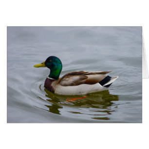 Simma Mallard Simma OBS Kort