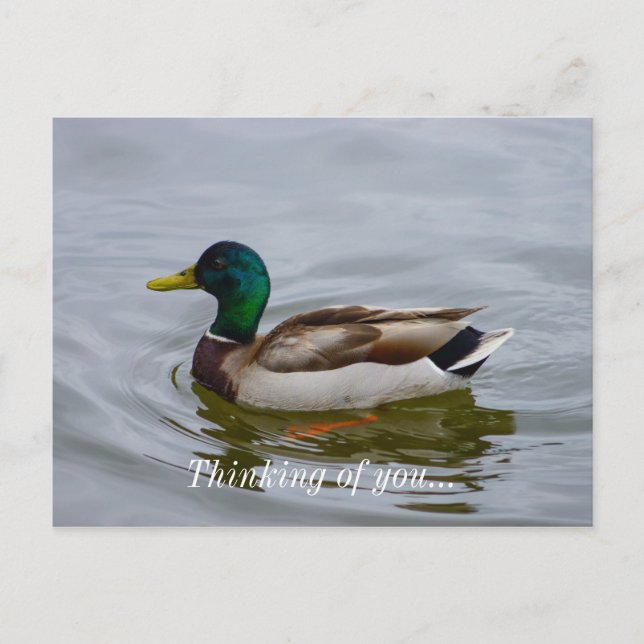 Simma Mallard Simma Vykort (Framsida)