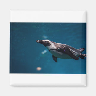 Simma Pengiun i havet. Magnet