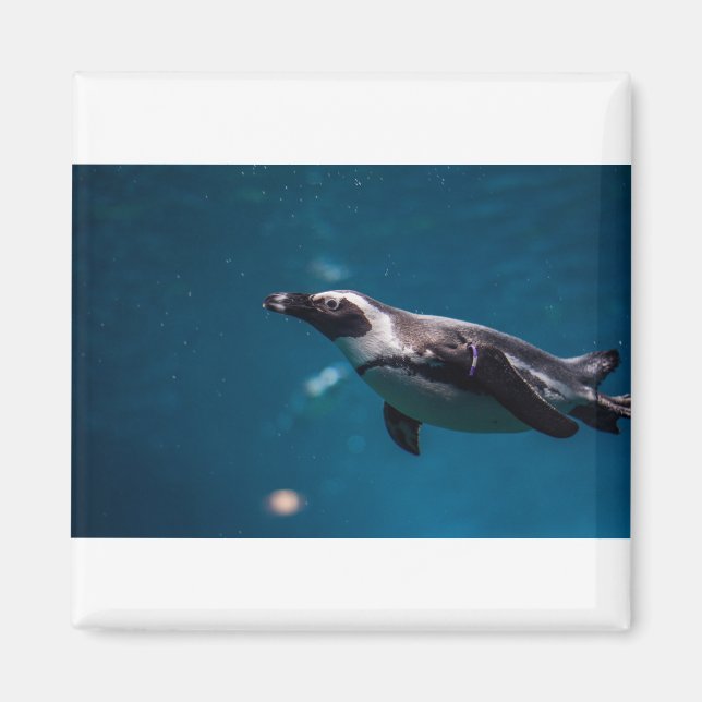 Simma Pengiun i havet. Magnet (Framsidan)