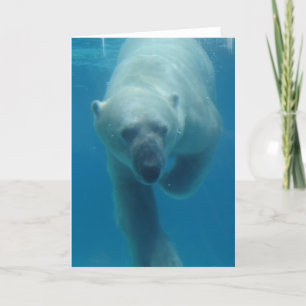 Simma Polar Bear Greeting Card Kort