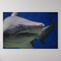 Simma Poster av hajens naturvägg