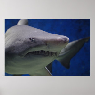 Simma Poster av hajens naturvägg