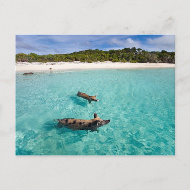 Simmande gris på Exuma Vykort (Framsida)