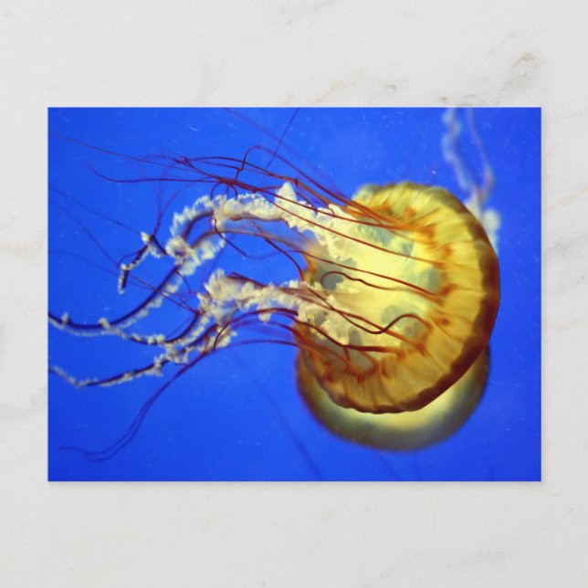 Simmande maneter på blå vykort (Framsida)