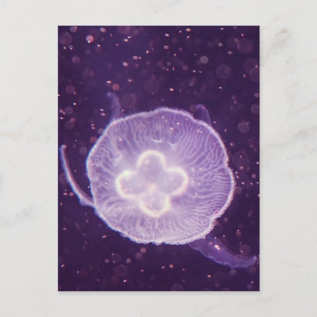 Simmande maneter vykort (Framsida)