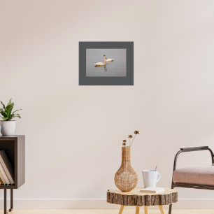 Simmande Svanar Poster