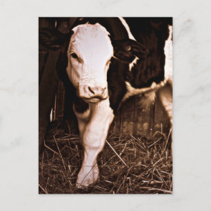 Simmental X Holstein Bull Calf Vykort