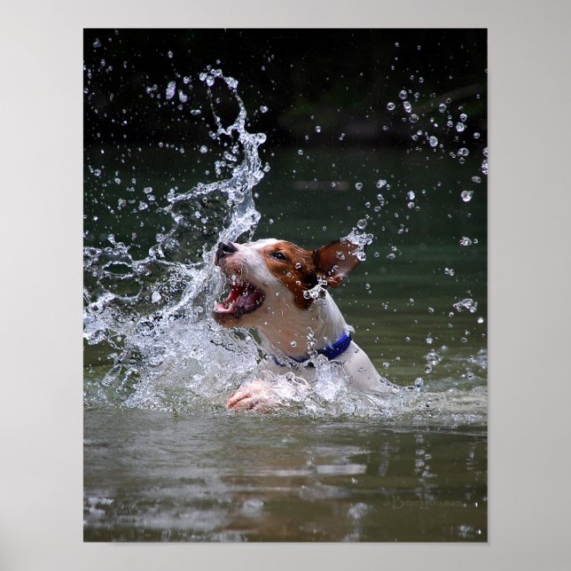 Simming Puppy Splashy Poster (Framsidan)