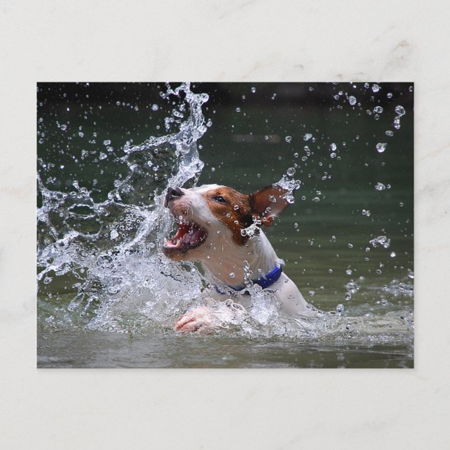 Simming Puppy Splashy Vykort (Framsida)