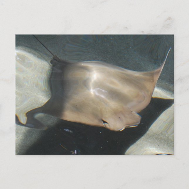 Simming Stingray-vykort Vykort (Framsida)