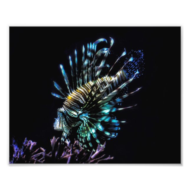 simmor av lionfisk fototryck (Framsidan)