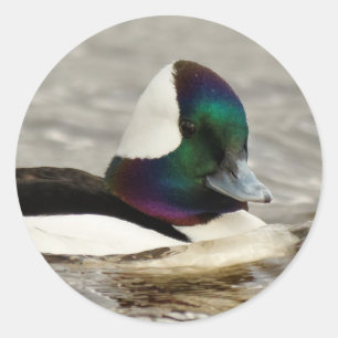 Simmor i Charming Bufflehead Anka av Runt Klistermärke