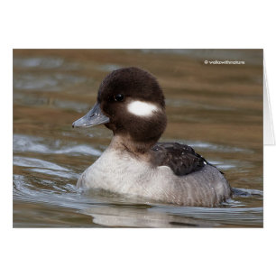 Simmorna Bufflehead Anka Hälsningskort