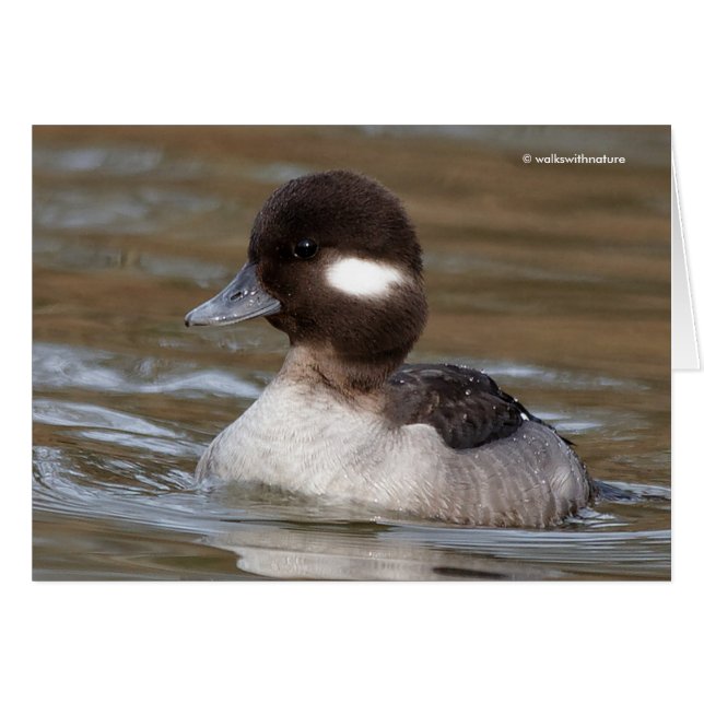Simmorna Bufflehead Anka Hälsningskort (Framsidan Horizontal)