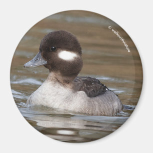 Simmorna Bufflehead Anka Magnet