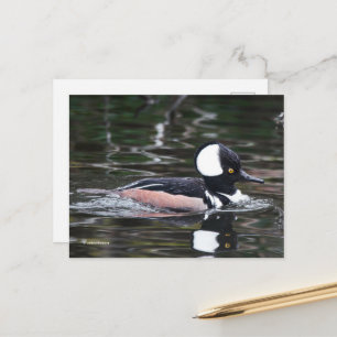Simmorna i Anka av de stenande Hooded Merganser Vykort
