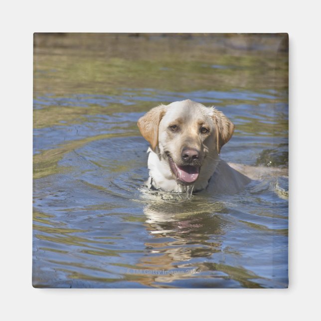 simning av hund magnet (Framsidan)