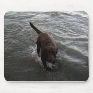 Simning för Labrador Retriever Musmatta