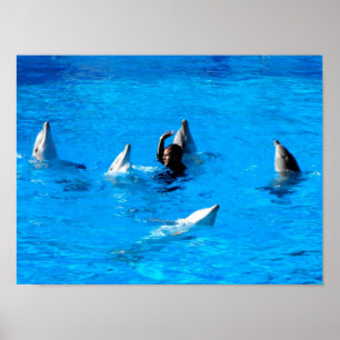 Simning med fem delfiner i Spanien Poster