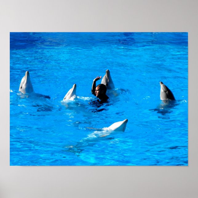 Simning med fem delfiner i Spanien Poster (Framsidan)