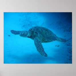 Simning med havsköldpaddor 4 poster