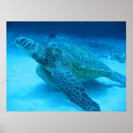 Simning med havssköldpaddor 2 poster