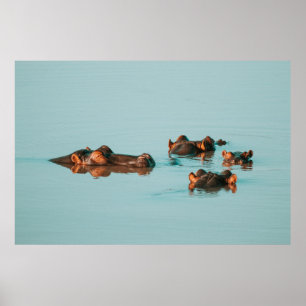 SIMNINGFLODHÄSTAR POSTER