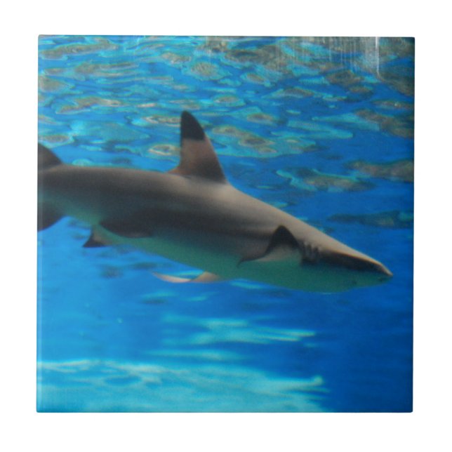 Simninghajen belägger med tegel kakelplatta (Framsidan)