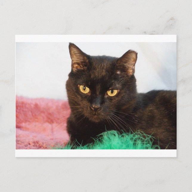 Simon Vykort (Framsida)