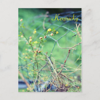 Simple Beauty av Jersey Fawn Vykort