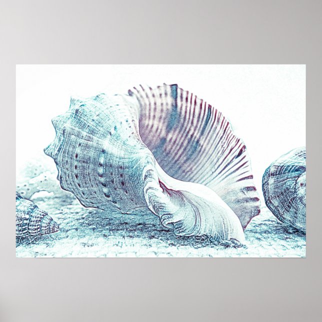 Simple Hand-sketch Seashell Teckning | POSTER (Framsidan)