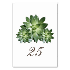 Simple Succult Bröllop Bord Card Bordsnummer