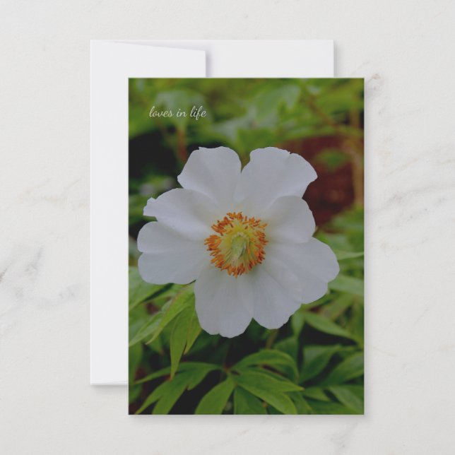 Simple White Peony Flower Anteckningskort (Framsida)