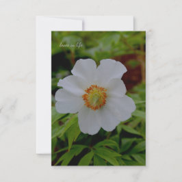 Simple White Peony Flower Anteckningskort