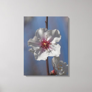 Simple White Vår Almond Träd Blommigt Art Elegant Canvastryck