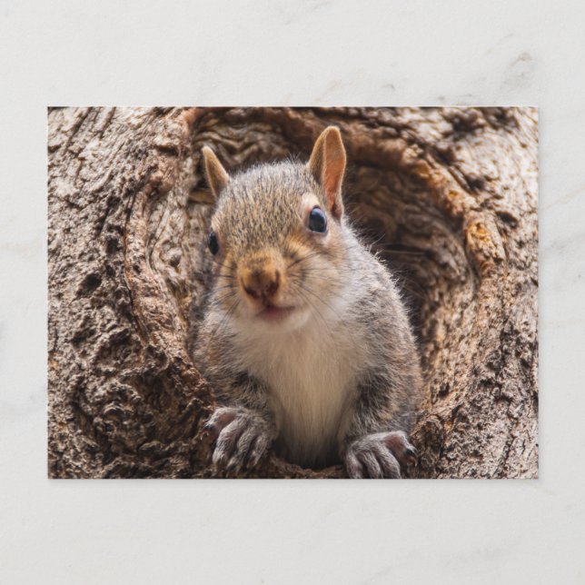 Sincap Vykort (Framsida)