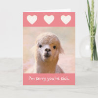 Sincere Llama kommer bra