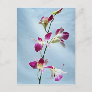Singapelblommor Vykort