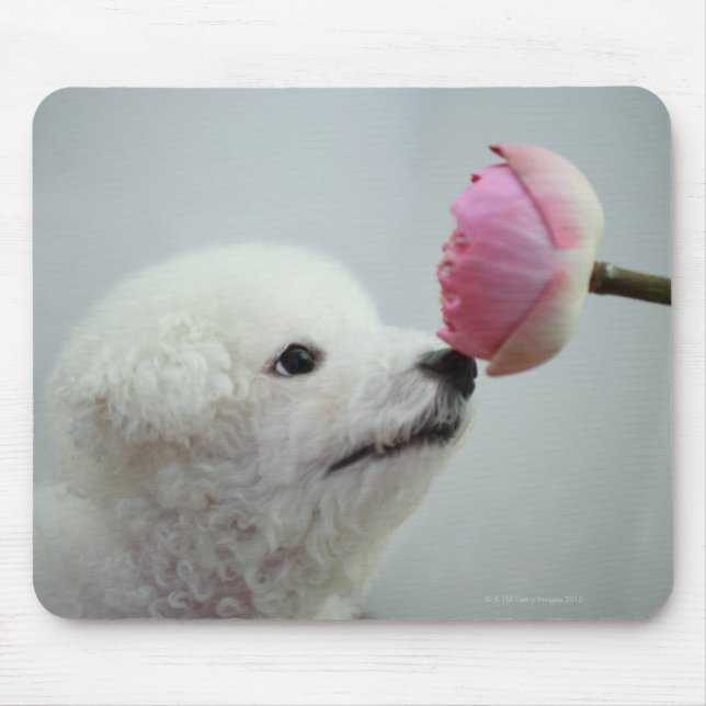 Singapore 9 musmatta (Framsidan)