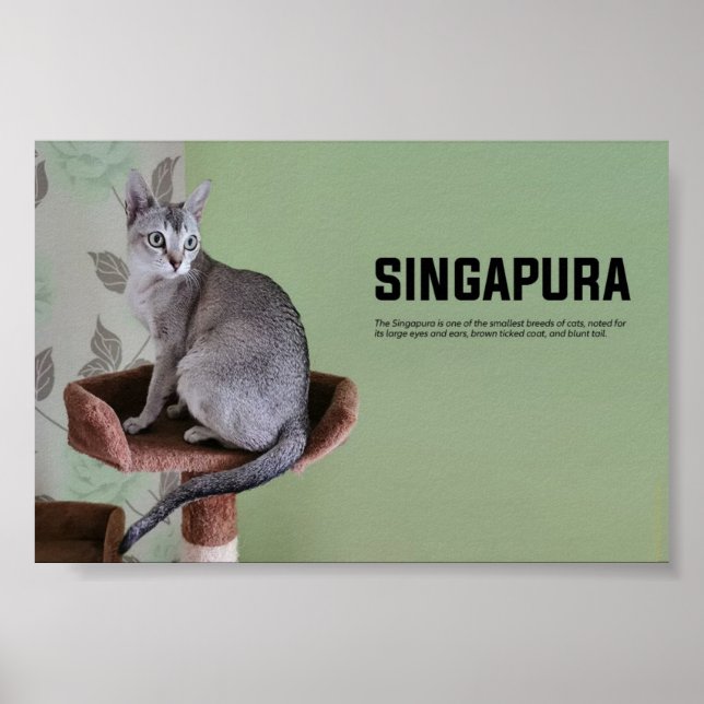Singapore Cat Breed Poster (Framsidan)
