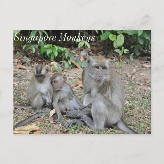 Singapore-familjen Vykort (Framsida)