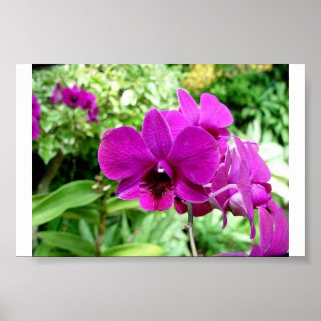 Singapore Orchid Poster (Framsidan)
