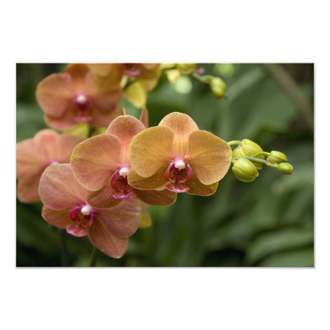 Singapore Sanskrit for Lejon City). Nationell 2 Fototryck (Framsidan)